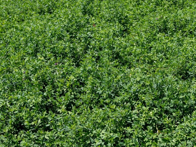 Forage and Green Fodder drying