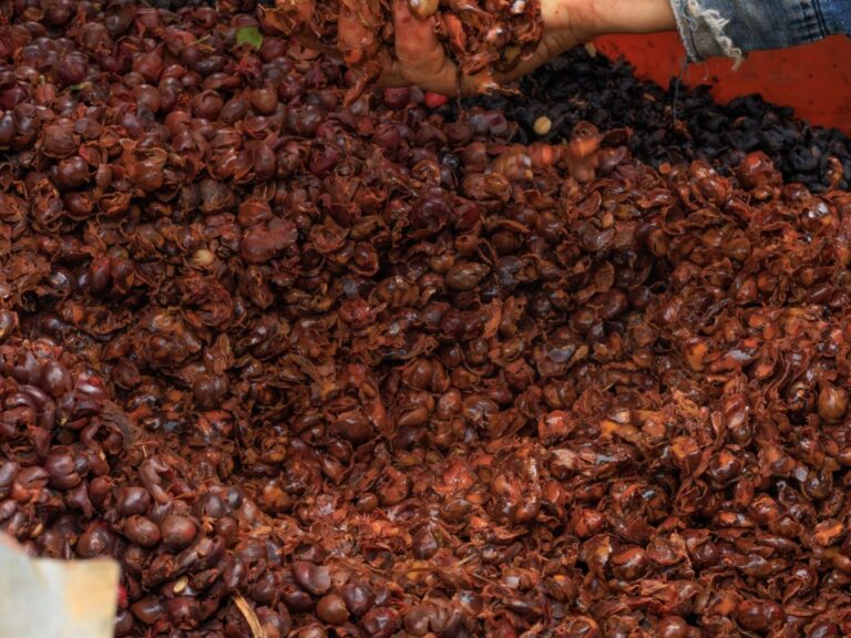 Pomace, Pulp and By-products drying
